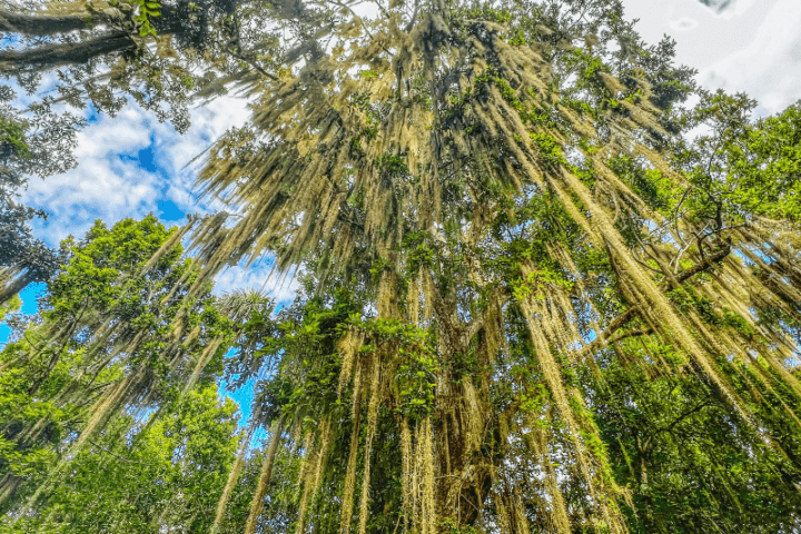 Chacchoben - Mayan Ruins